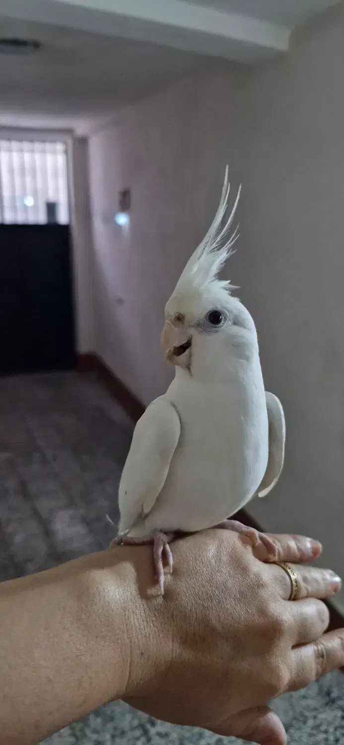 عروس هلندی|پرنده|لنگرود, |دیوار