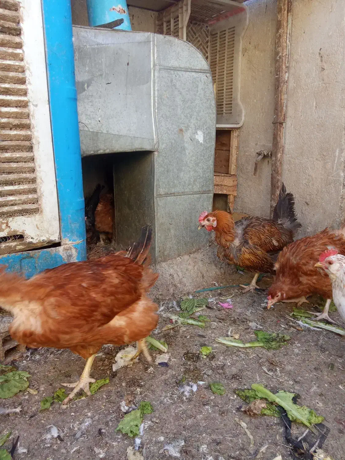 مرغ تخمگذار|حیوانات مزرعه|قدس, شهرقدس|دیوار