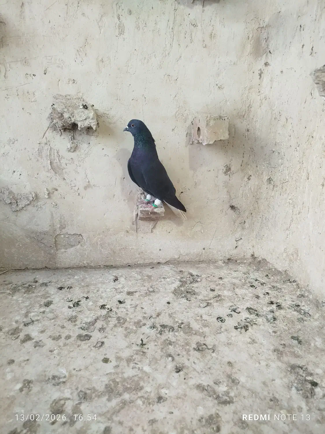 کفترصیدد|حیوانات|مشهد, خرمشهر|دیوار