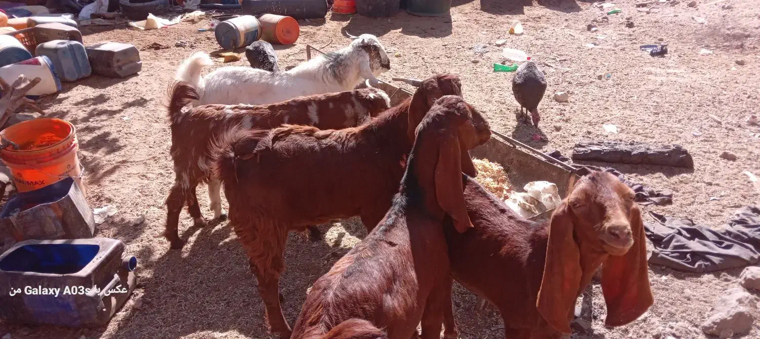 بره و بزغاله|حیوانات مزرعه|زاهدان, |دیوار