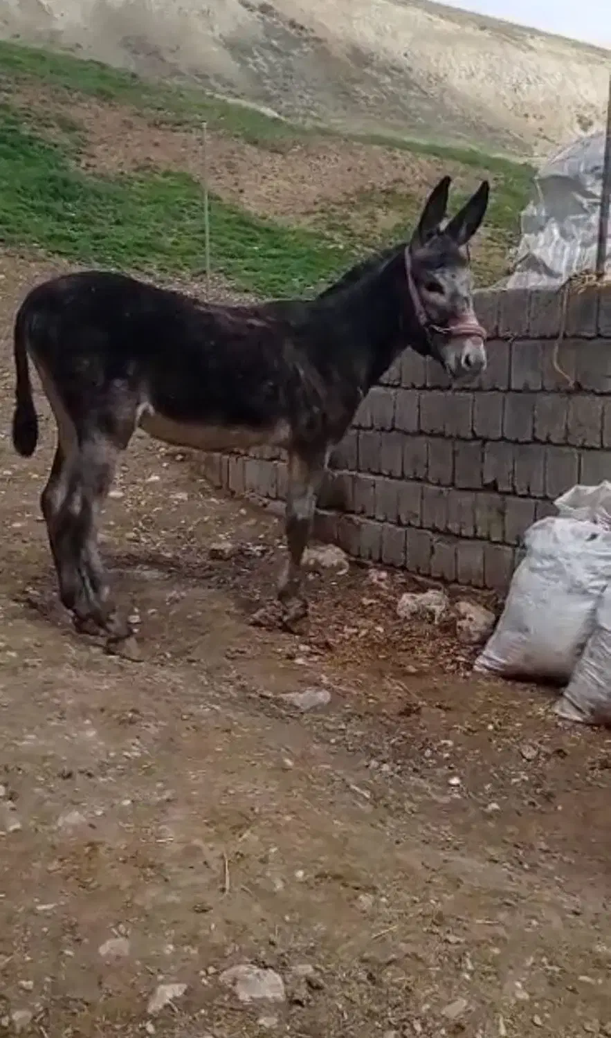 خر گمشده|حیوانات|ارمند, |دیوار