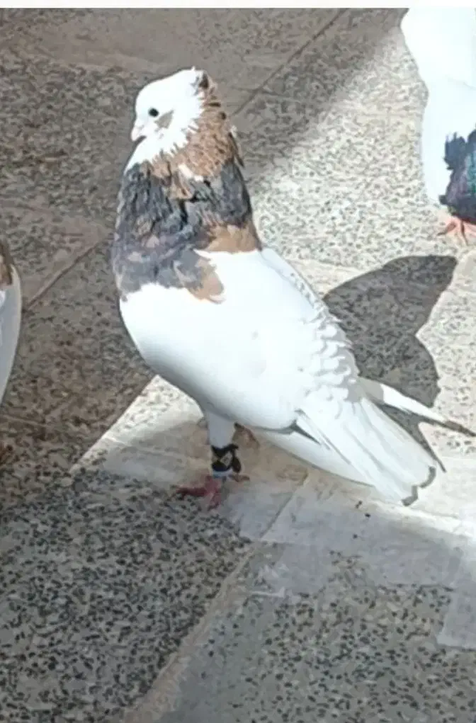 طوقی لک دار نر کفتر|پرنده|اقبالیه, |دیوار