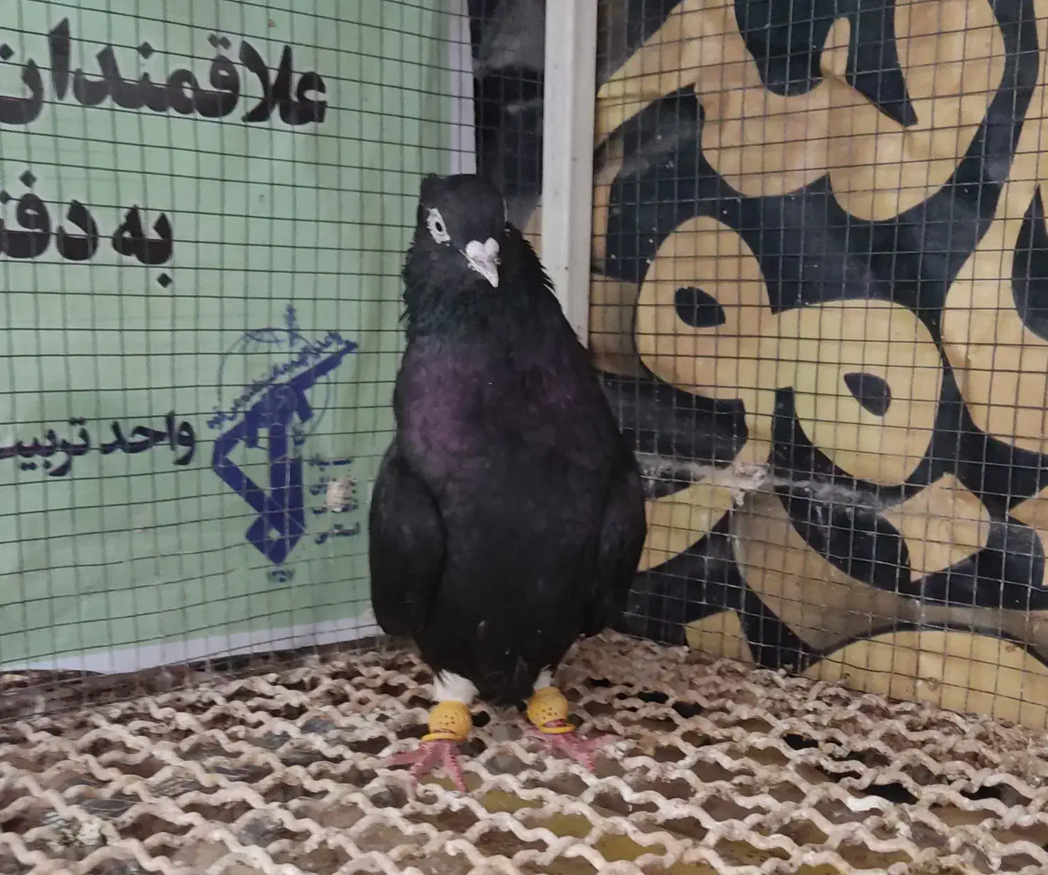 ماده اشعل|پرنده|اهواز, امانیه|دیوار