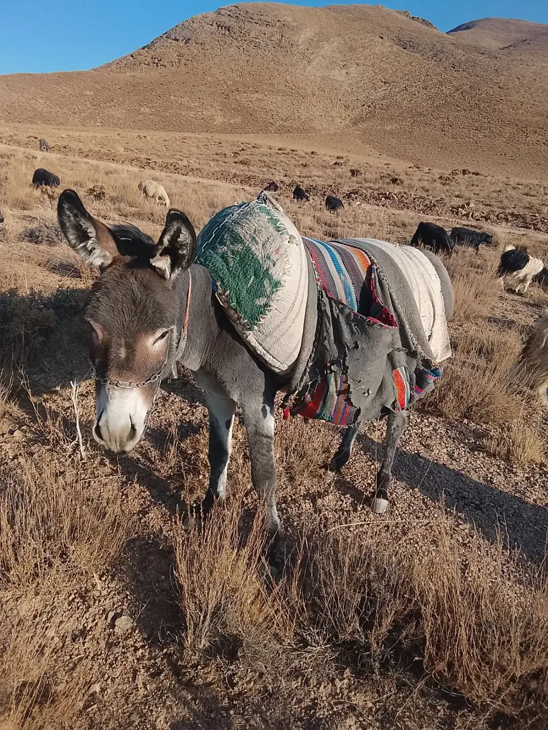 حیوانات مزرعه|حیوانات مزرعه|میمه, |دیوار