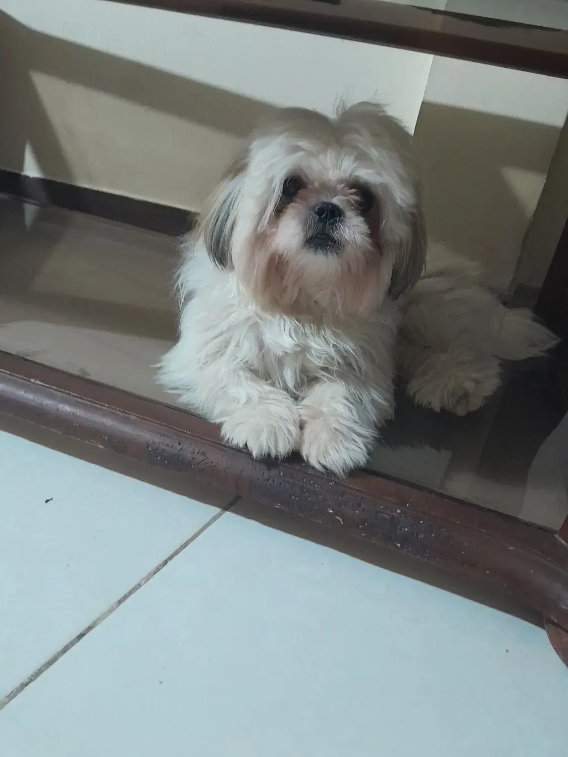 واگذاری سگ . میکس پیکینیز امپریال و شیتسو کراس|سگ|ساری, |دیوار