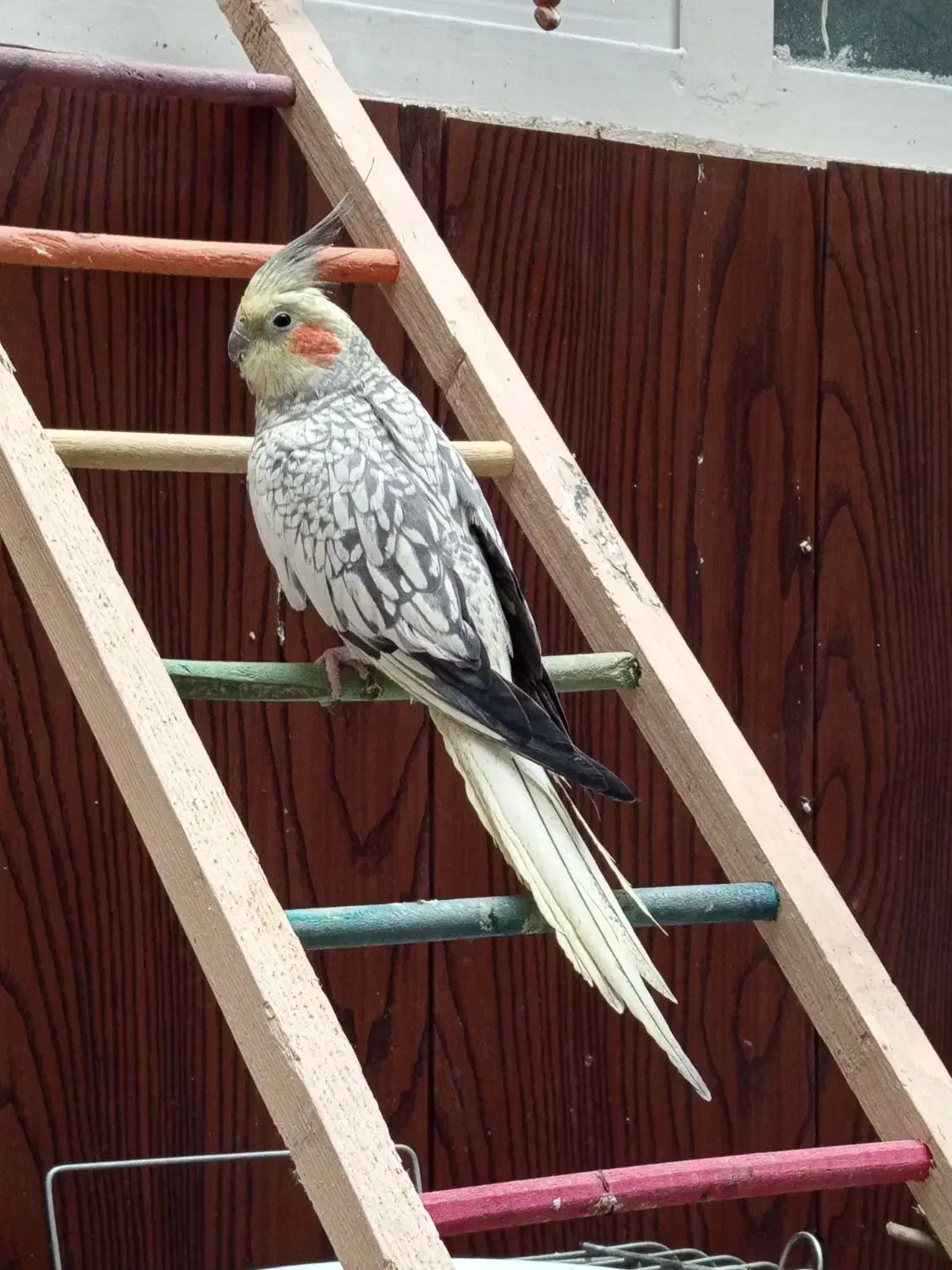 فروش گرینچیک و عروس هلندی|پرنده|همدان, |دیوار