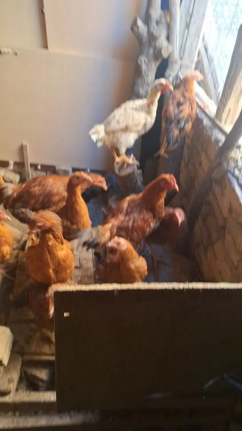 مرغ|حیوانات مزرعه|معصومیه, |دیوار