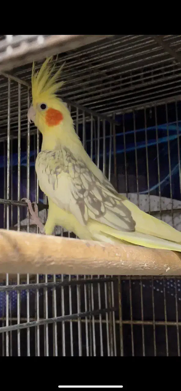 طوطی عروس دوکت مولد|پرنده|بابل, |دیوار