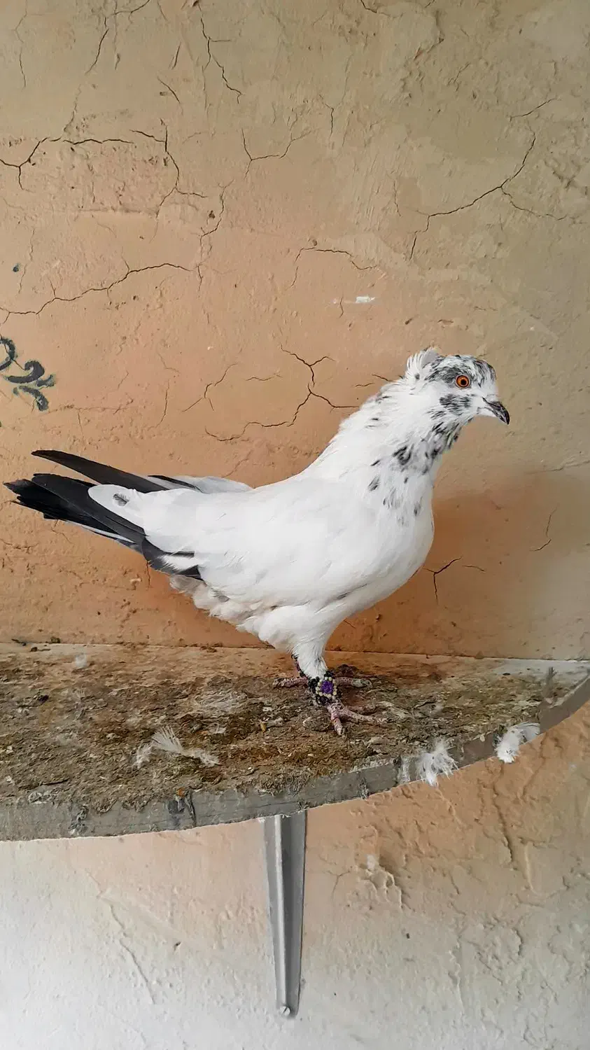 پرشی|پرنده|گلپایگان, |دیوار