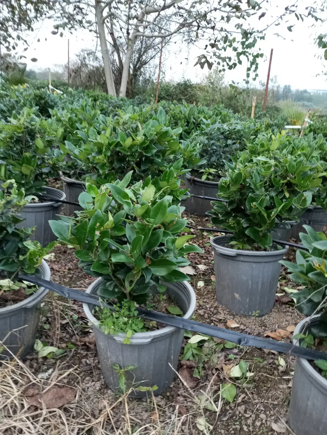 فروش یاس هلندی سطل ۱۰|گل و گیاه طبیعی|املش, |دیوار