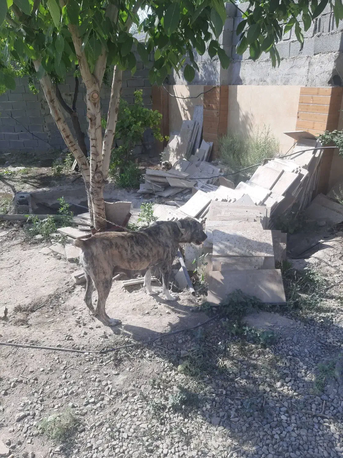 سگ واگذاری|سگ|رباطکریم, رباطکریم|دیوار