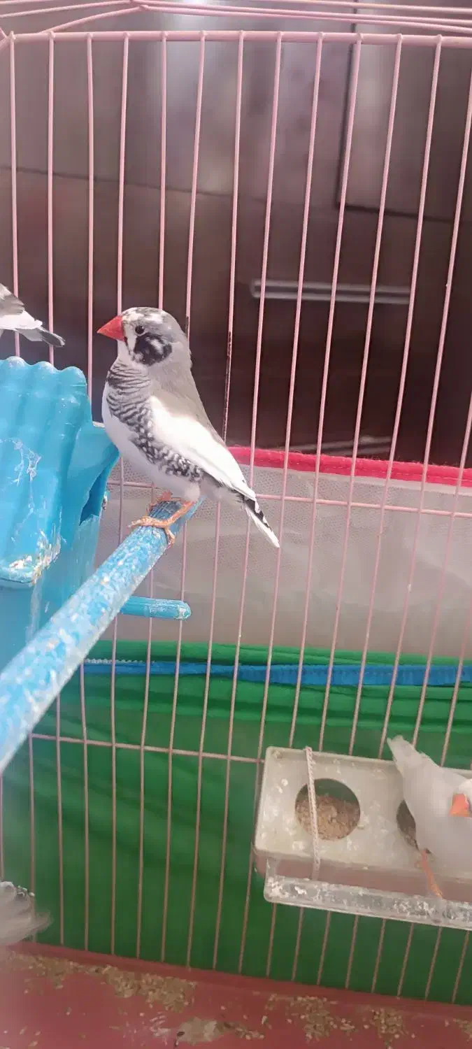 فنچ درجه یک بالغ|پرنده|شیراز, سلطان آباد|دیوار