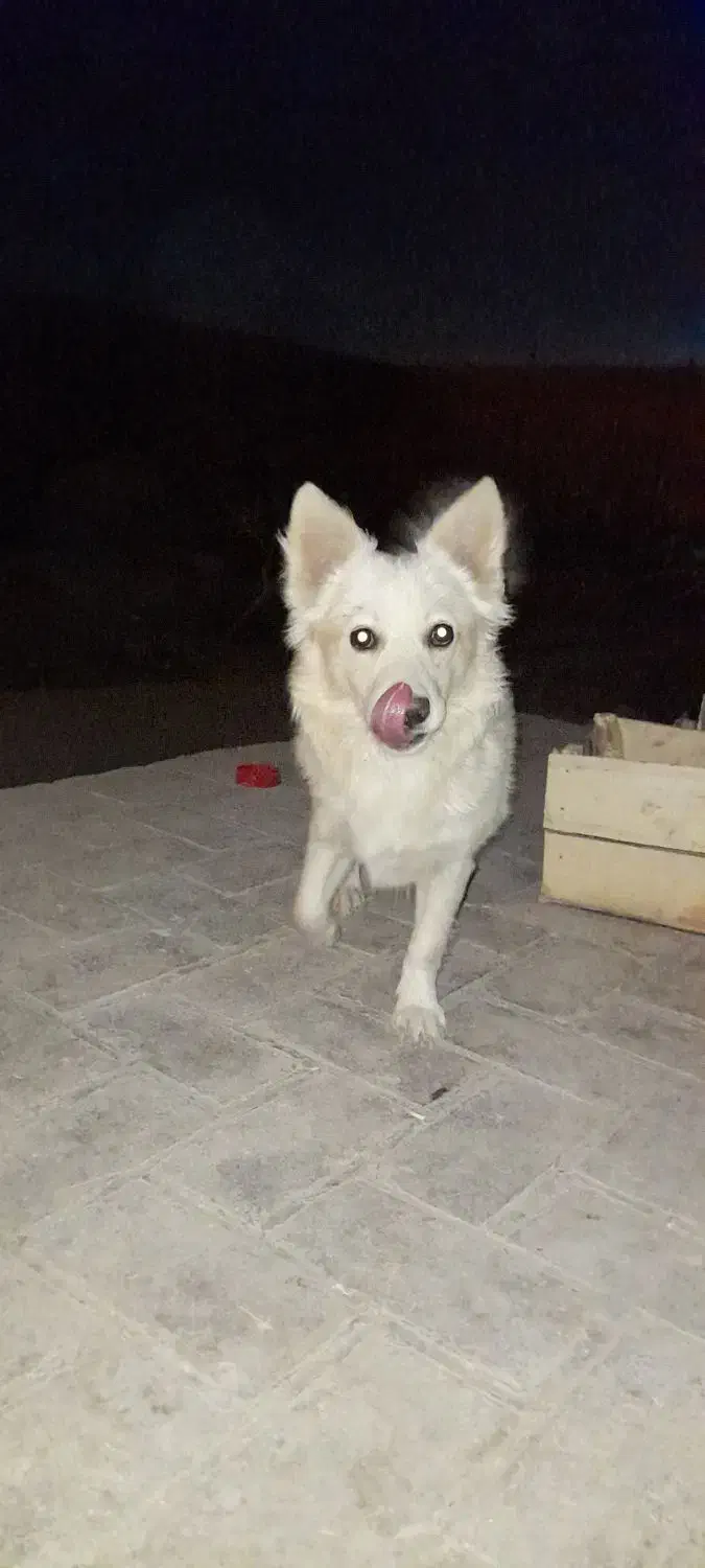 سگ میکس اشپیتز|سگ|قم, عمار یاسر|دیوار