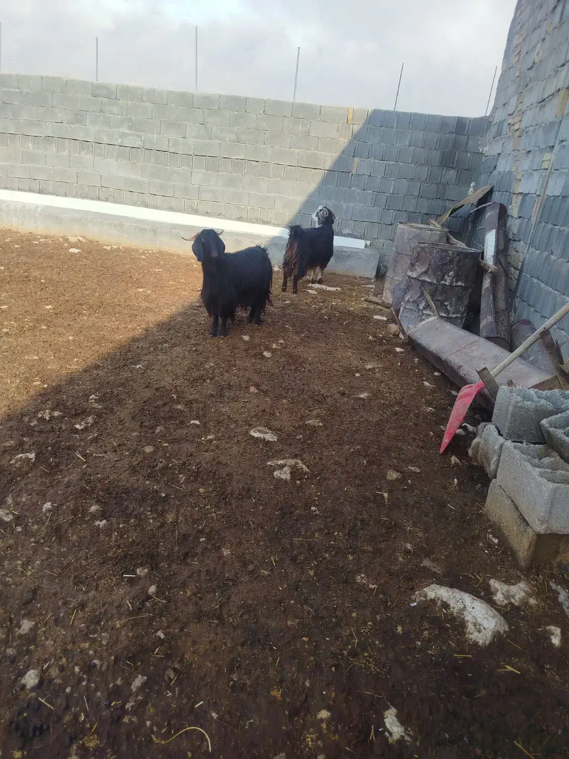 بز ابستن|حیوانات مزرعه|سرپل ذهاب, |دیوار