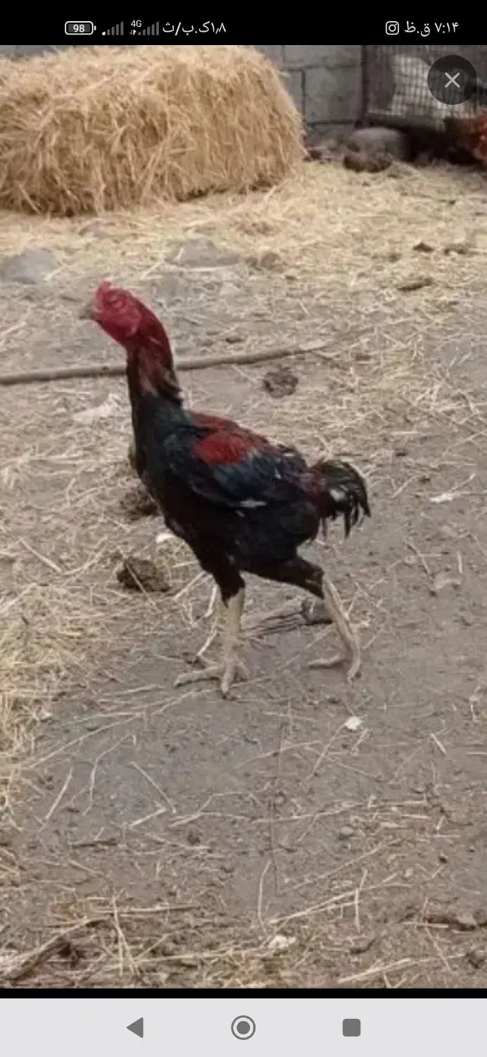 خروس ومرغ لاری|حیوانات مزرعه|مشگین شهر, |دیوار