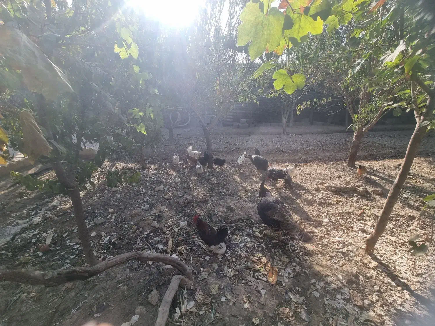 بوقلمون|حیوانات مزرعه|آفتاب, |دیوار