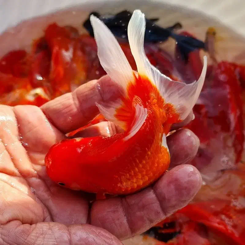 ماهی قرمز|ماهی|رفسنجان, |دیوار