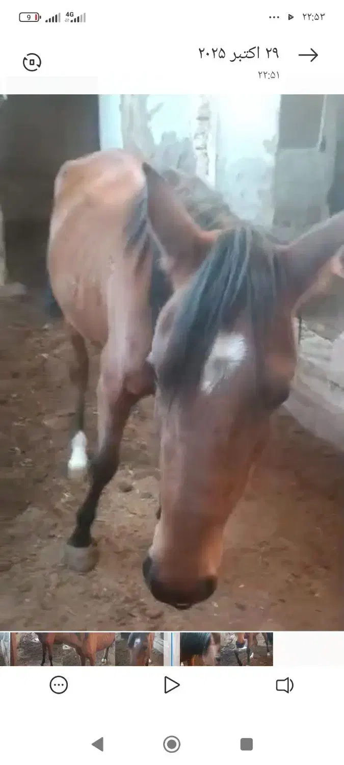 مادیون کرد دوسال  نیم|اسب و تجهیزات اسب‌سواری|پیشوا, |دیوار