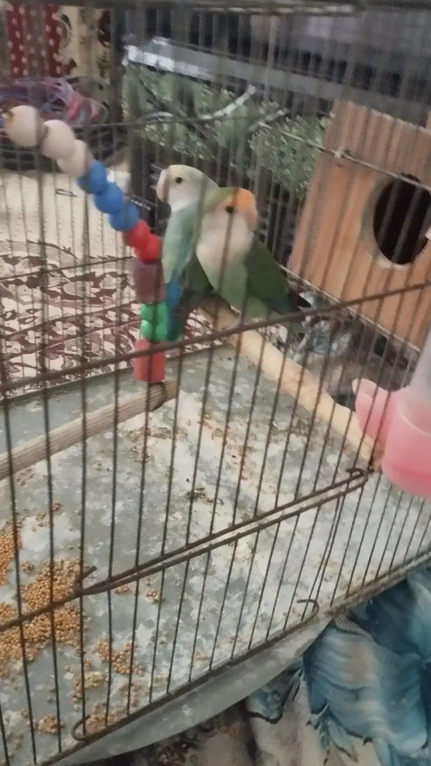 طوطی برزیلی|پرنده|مشگین شهر, |دیوار