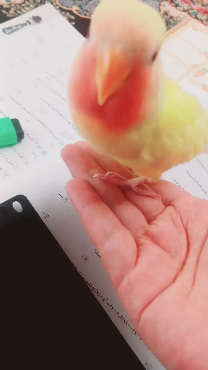 کوتوله گم شده|پرنده|قم, صفائیه|دیوار