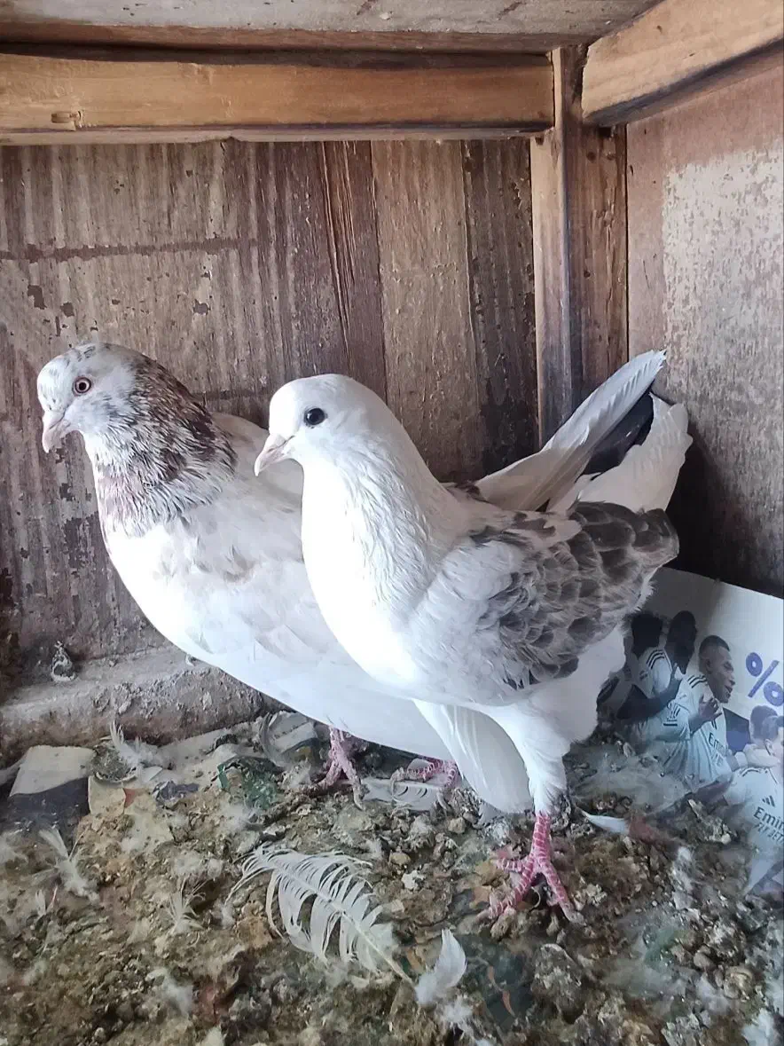 کفتر فروشی|پرنده|ابهر, |دیوار