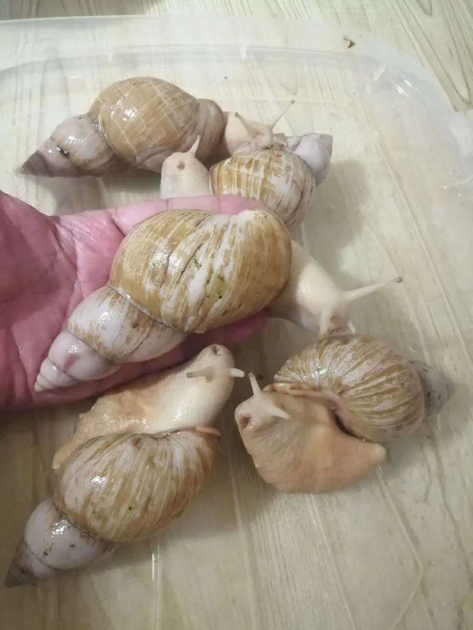 واگذاری حلزون یک جا به تعداد بالا|خزنده|تهران, باغ خزانه|دیوار