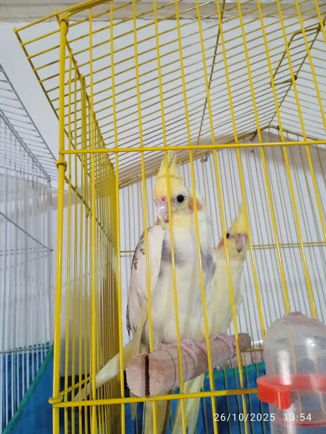 عروس هلندی نروماده|پرنده|لنگرود, |دیوار