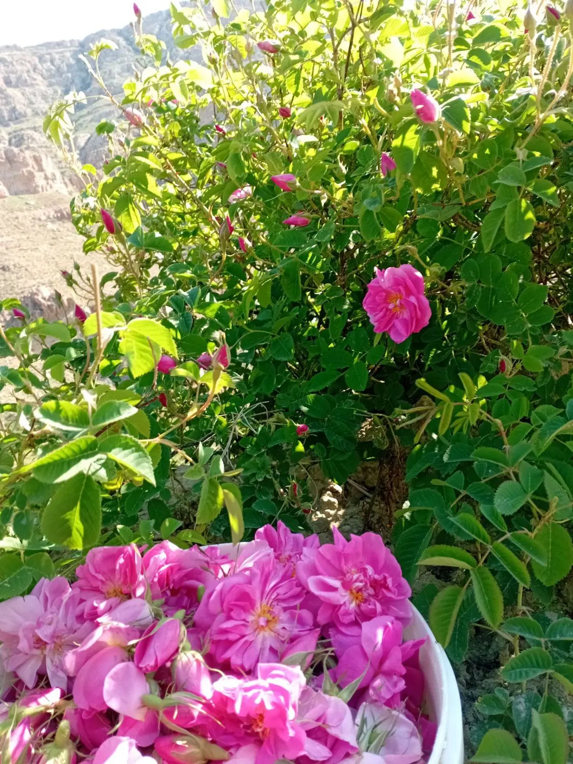 گل محمدی|خدمات باغبانی و درختکاری|بجنورد, |دیوار