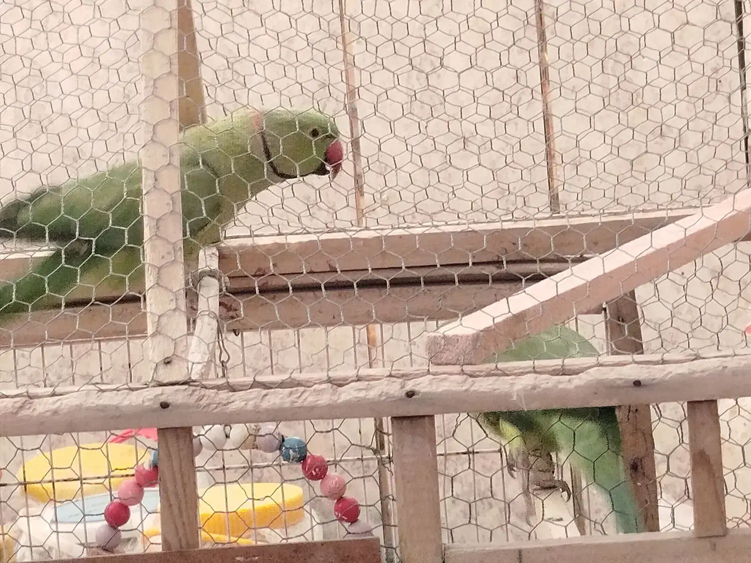 طوطی ملنگو|پرنده|سراوان, |دیوار