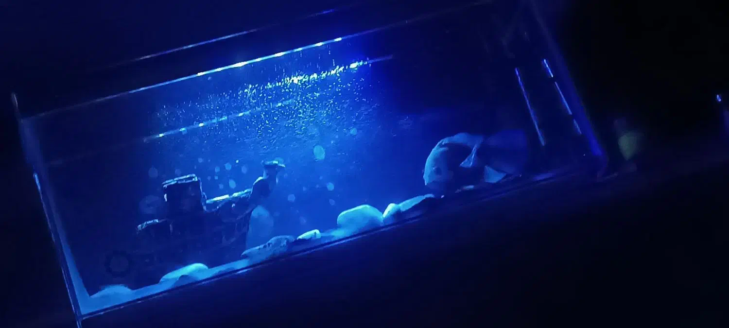 اکواریوم و ماهی|ماهی|قرچک, میرزائی شمالی|دیوار