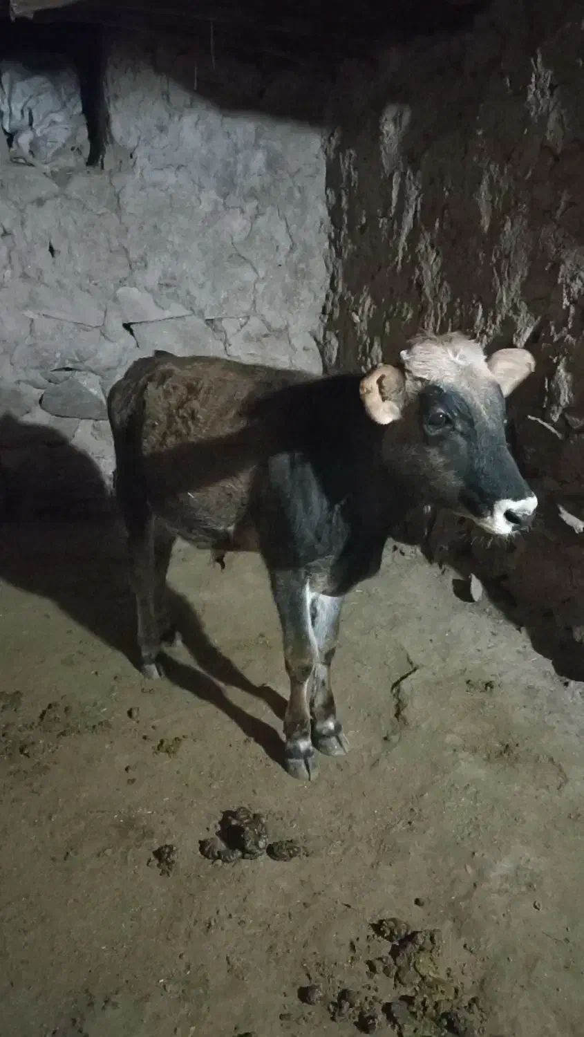 گوساله نردورگ بومی|حیوانات مزرعه|کلیائی, |دیوار