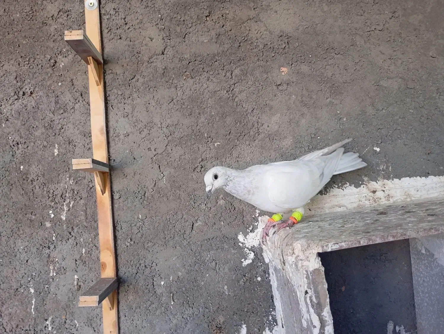 پاکستانی نر|پرنده|نوده انقلاب, |دیوار