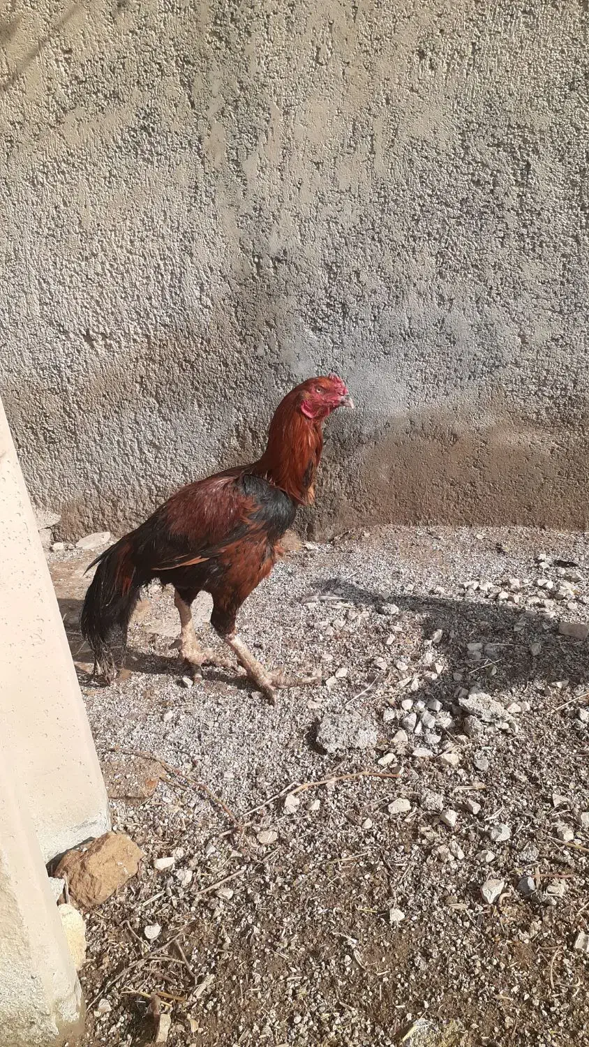 تخم مرغ|حیوانات مزرعه|کرمانشاه, |دیوار