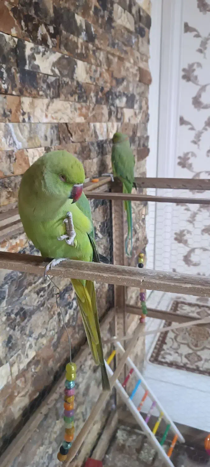 پرنده|پرنده|گناباد, |دیوار