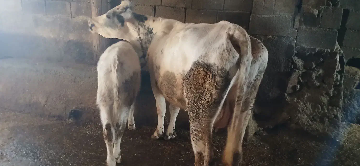 گاو بلژیکی|حیوانات مزرعه|سنندج, |دیوار