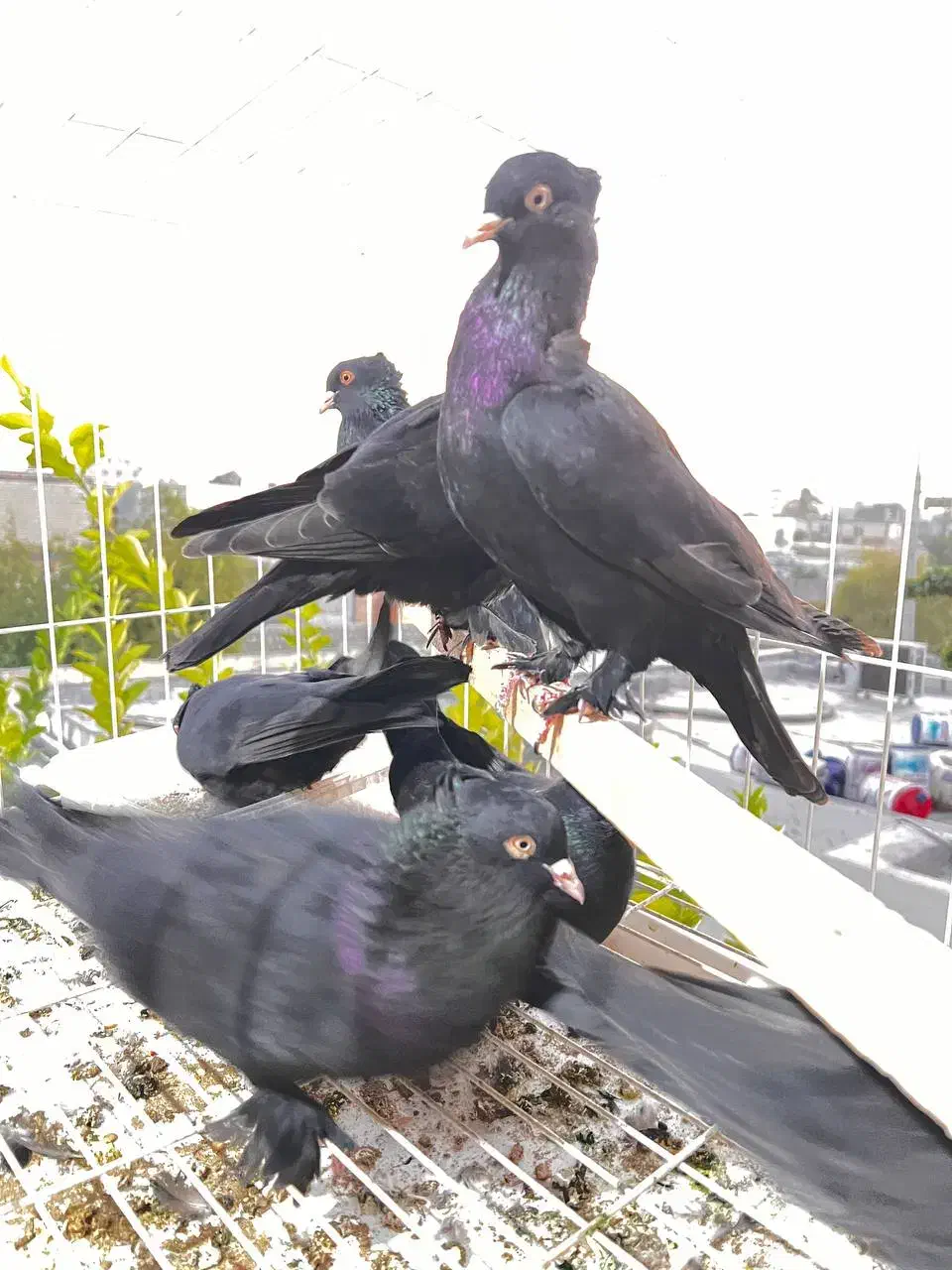 کفتر زاغ کلاهی پا پر|پرنده|بندرعباس, |دیوار