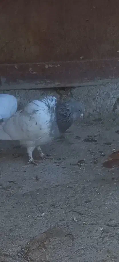 گمشده محدوده جابان|پرنده|دماوند, دماوند|دیوار