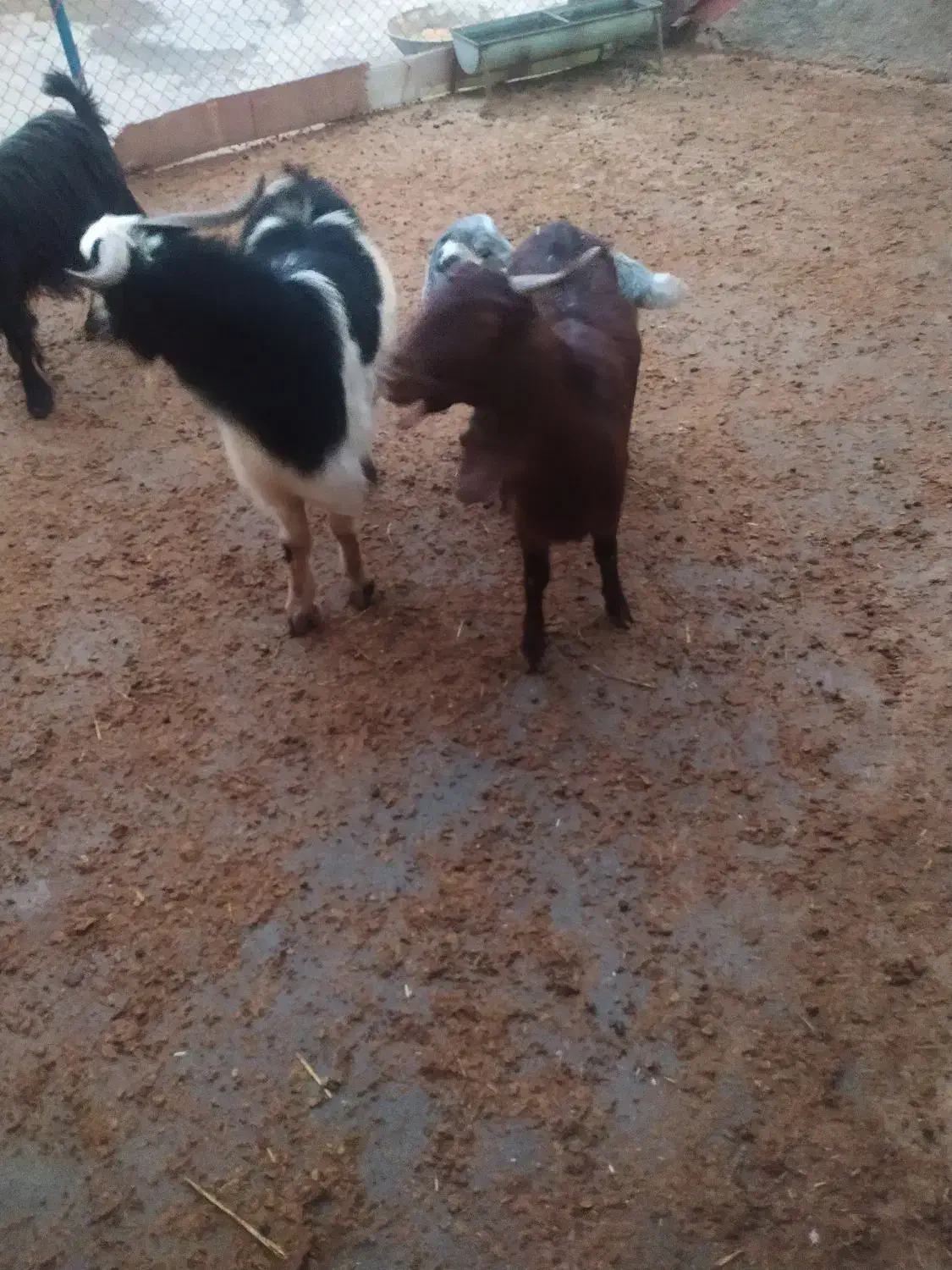 دوعددبزغالهچاقواسهشبچله|حیوانات مزرعه|الشتر, |دیوار