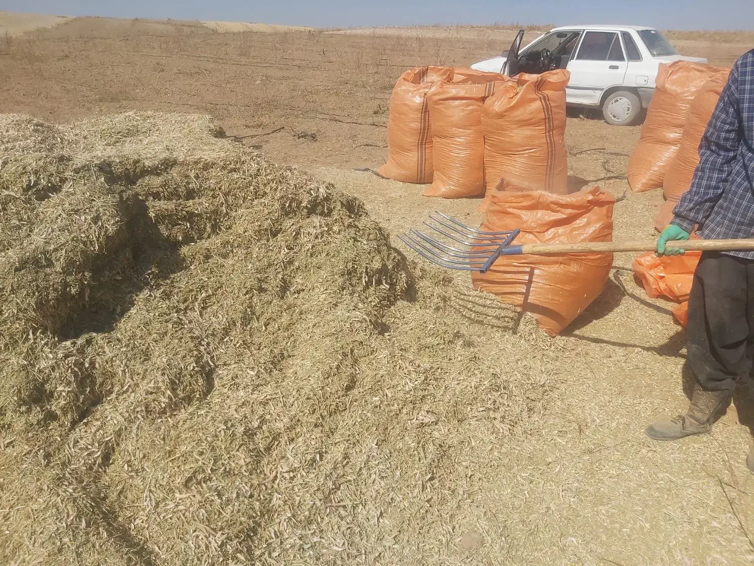 کاه لوبیا|لوازم جانبی حیوانات|دوتپه, |دیوار