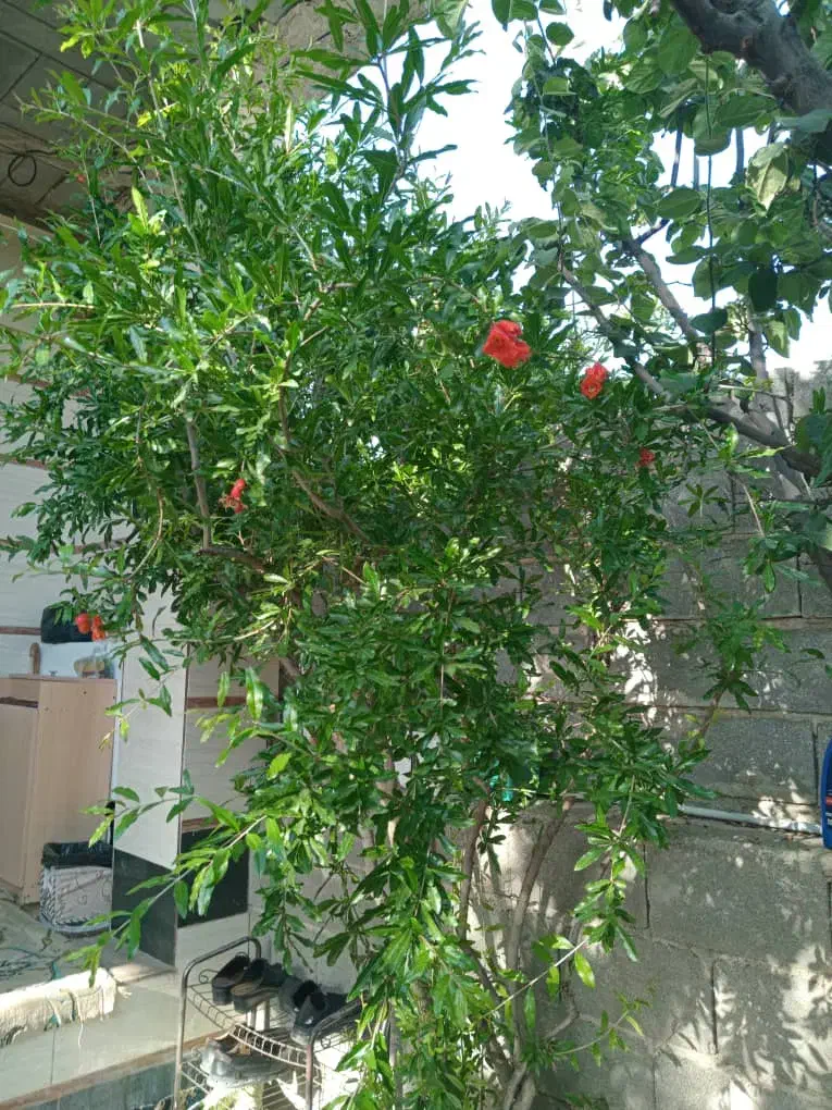 علفتراشی و چمن زنی|خدمات باغبانی و درختکاری|رشت, رودبارتان|دیوار