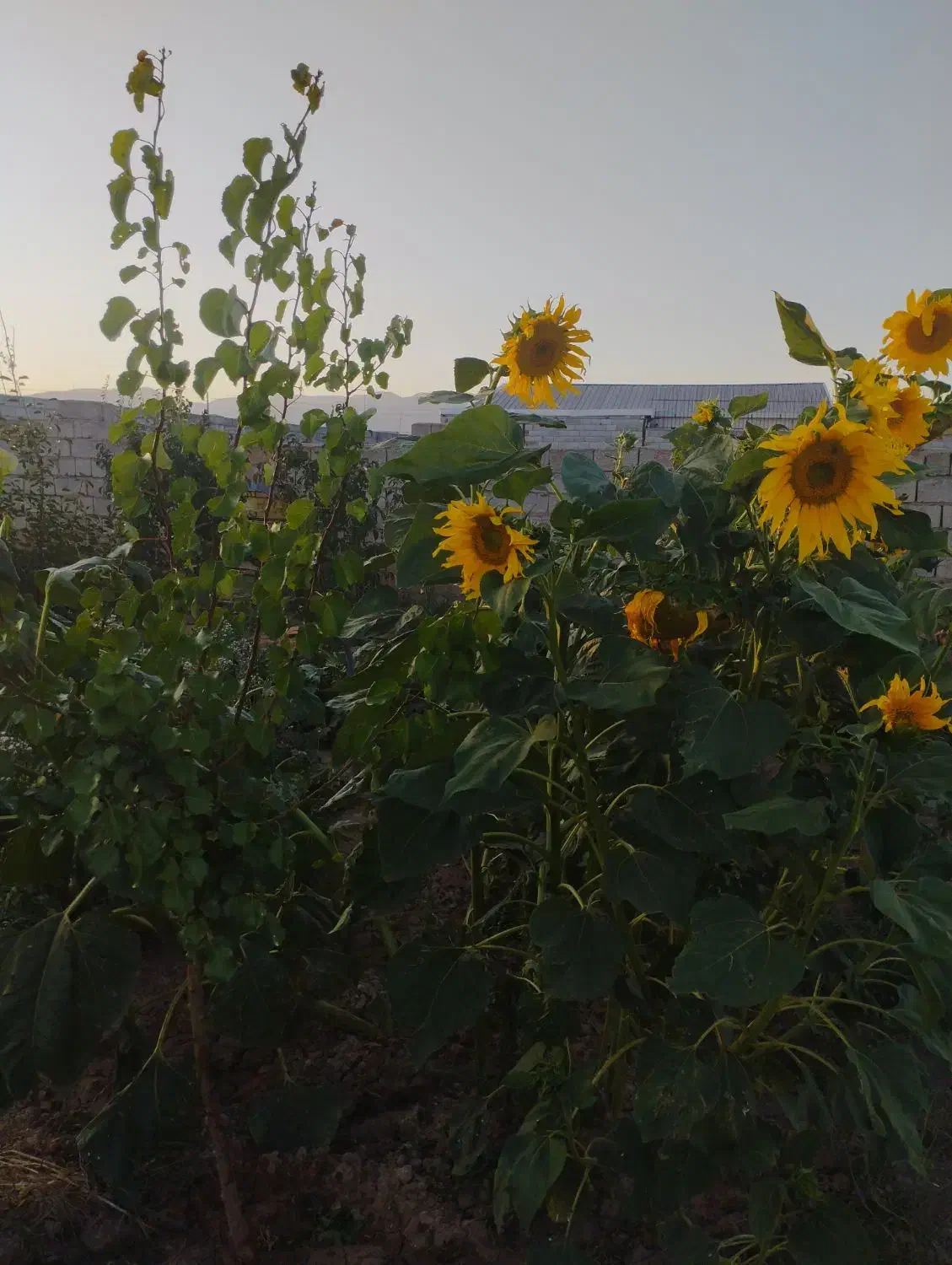 زمین در بیلوردی املاک ولیعصر|فروش زمین و ملک کلنگی|خواجه, |دیوار