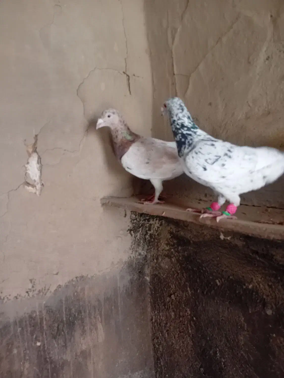 هفرنک. نر و ماده|پرنده|اسفرورین, |دیوار