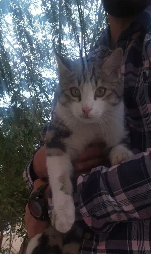 گربه|گربه|همدان, |دیوار