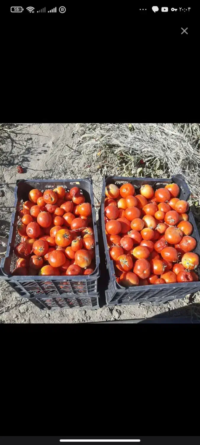 گوجه رب کیلویی7تومن|خوردنی و آشامیدنی|زرین دشت (همدان), |دیوار