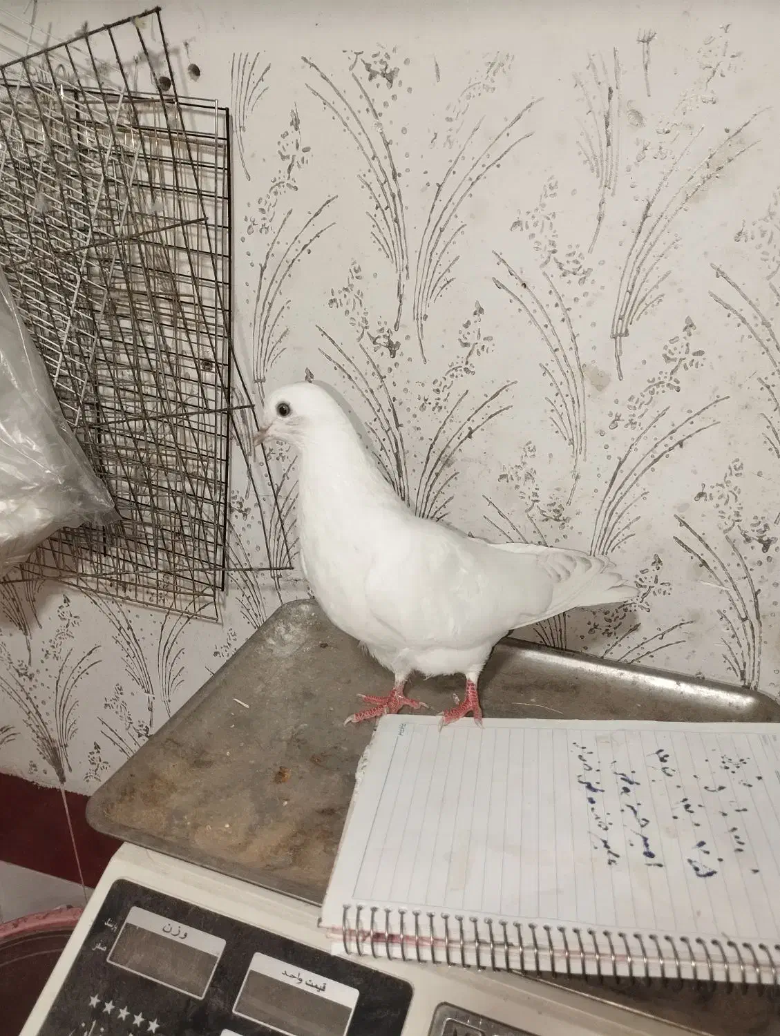 کبوتر زیر قیمت میدم|پرنده|ملکان, |دیوار