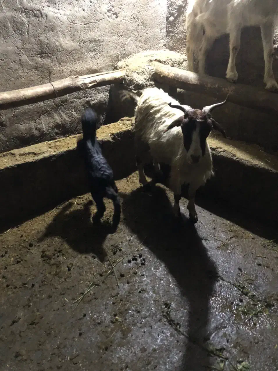 بز به همراه بزغاله|حیوانات مزرعه|ثمرین, |دیوار