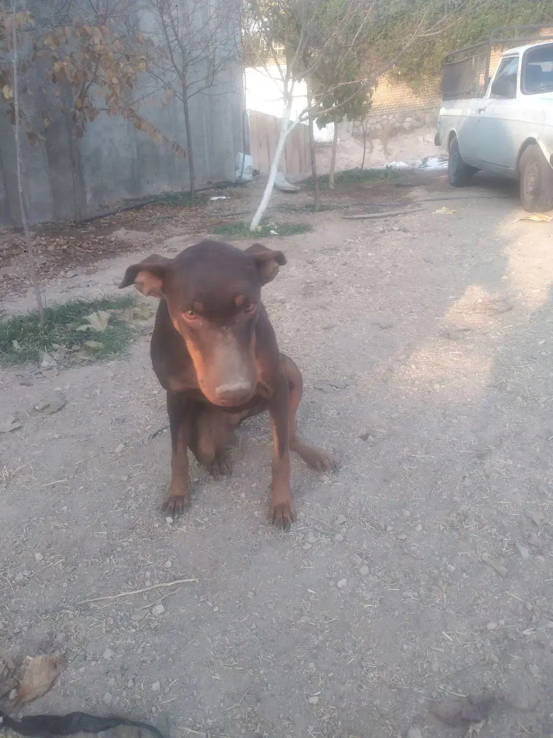 سگ ماده افغان و دوبرمن اصل|سگ|هشتگرد, فاز ۳ مهستان|دیوار