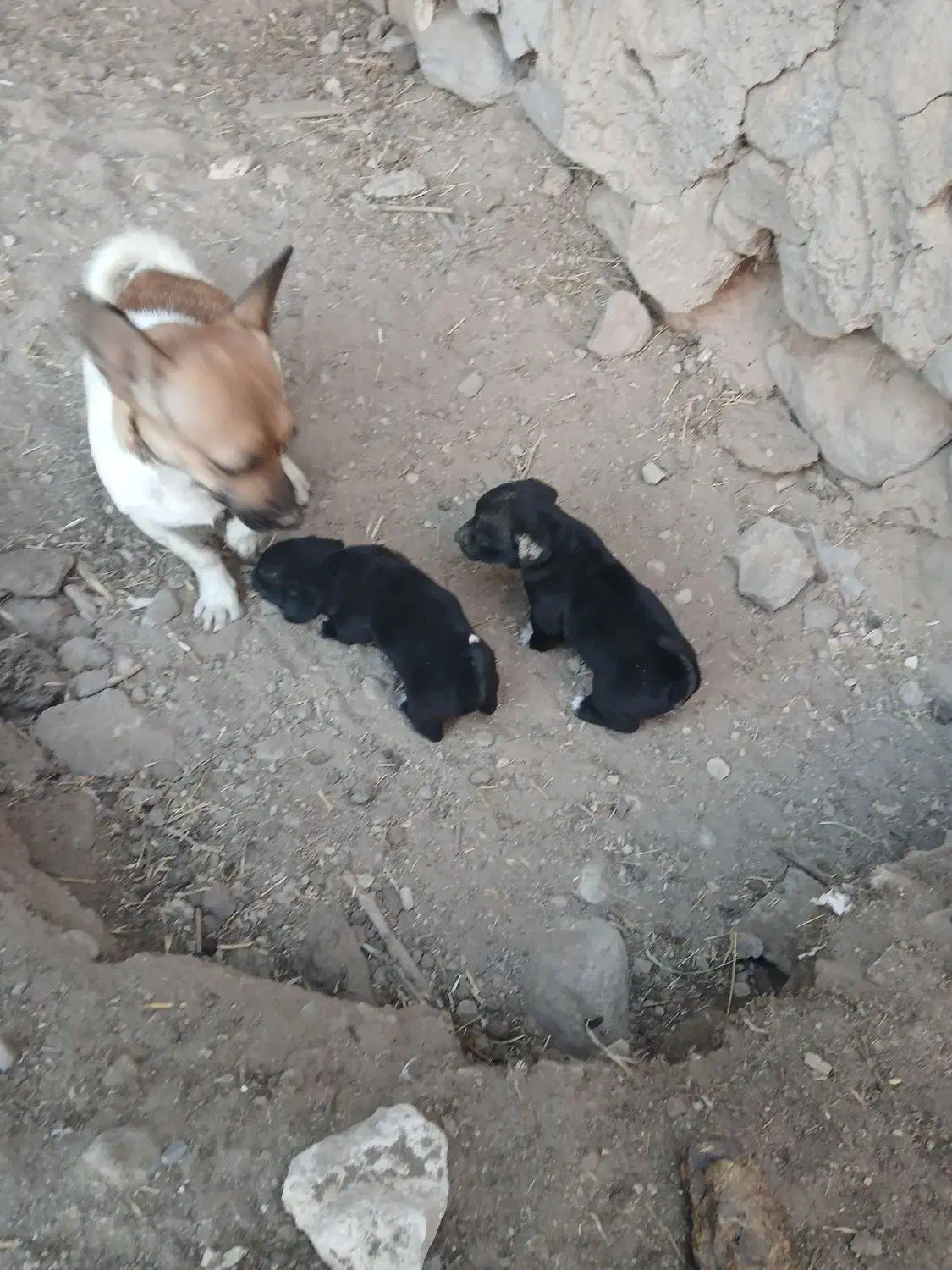 دوعدد طوله|سگ|آذرشهر, |دیوار