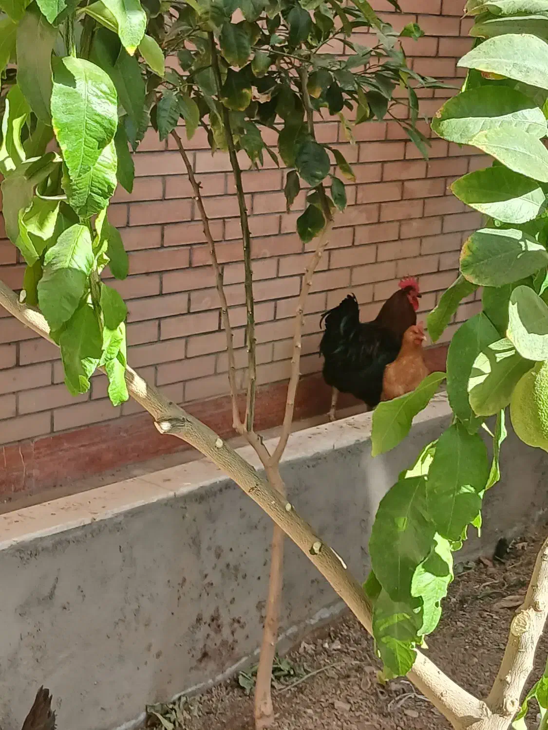 ید عدد خروس بزرگ جهت  معاوضه|حیوانات مزرعه|قم, صفاشهر|دیوار