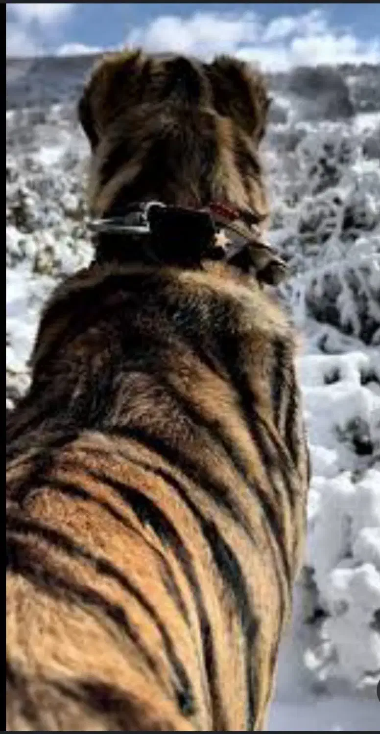 سگ پیت بول پلنگی|سگ|رشت, چله خانه|دیوار